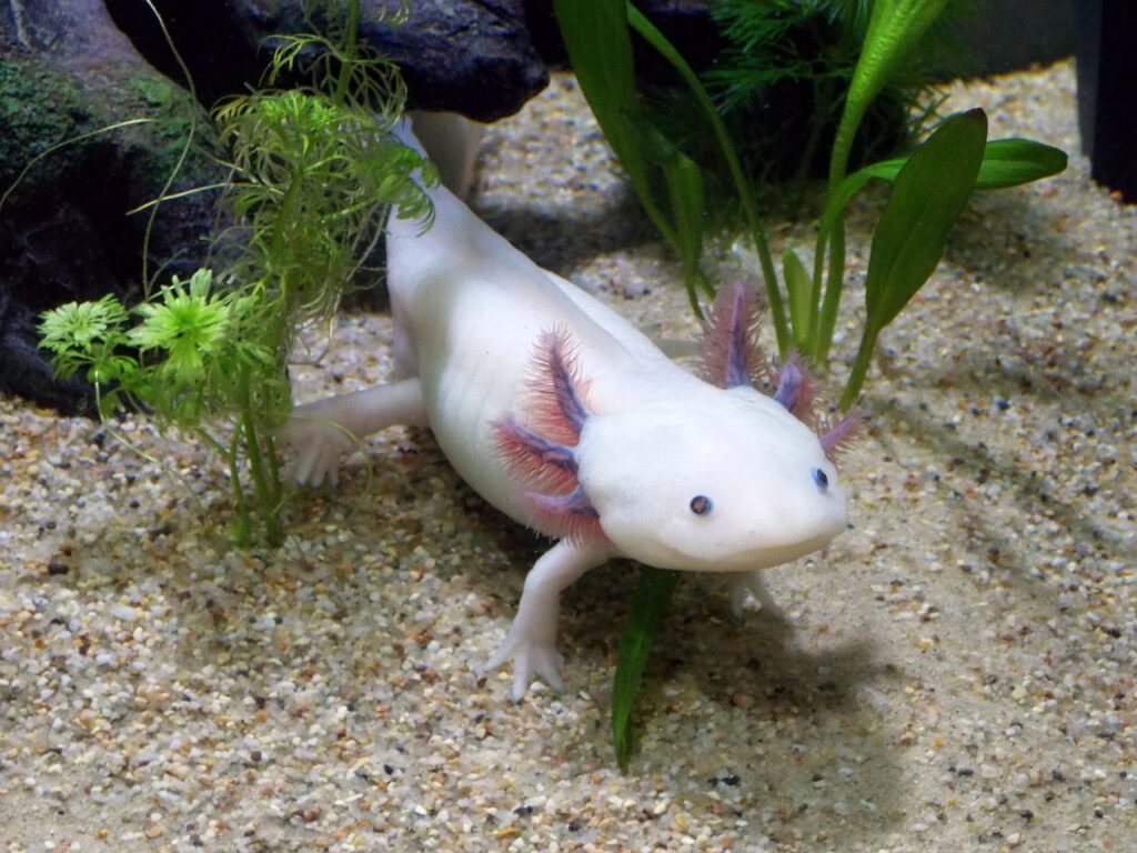 Axolotl Lebenszyklus: Warum dieser Amphibienstar nie erwachsen wird auf meinekleinetestseite.de