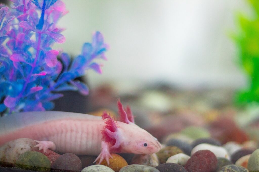 Axolotl Lebenszyklus: Warum dieser Amphibienstar nie erwachsen wird auf meinekleinetestseite.de