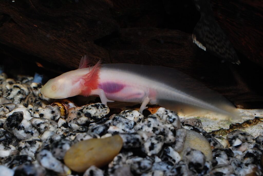 Axolotl Lebenszyklus: Warum dieser Amphibienstar nie erwachsen wird auf meinekleinetestseite.de